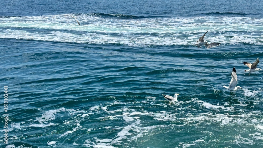 Naklejka premium Marmara sea during overcast weather. Seagulls are flying on the Marmara sea in Kocaeli during overcast weather.The Bosphorus Straits in Istanbul, Turkey