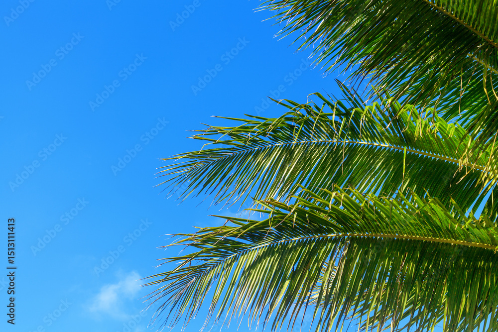 Obraz premium Green coconut palm tree leaves texture blue sky background closeup, palm leaf decoration, palm branch frame, exotic foliage pattern, tropical island sea beach, summer holidays, vacation, travel banner