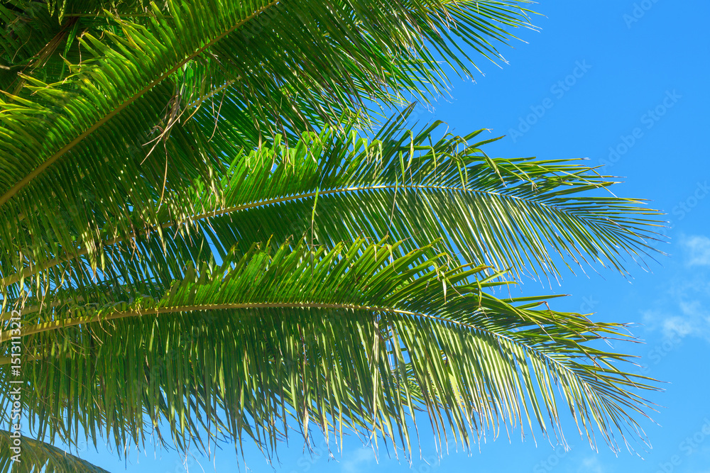 Fototapeta premium Green coconut palm tree leaves texture blue sky background closeup, palm leaf decoration, palm branch frame, exotic foliage pattern, tropical island sea beach, summer holidays, vacation, travel banner