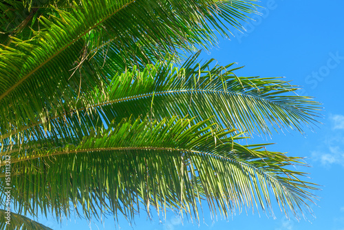 Green coconut palm tree leaves texture blue sky background closeup, palm leaf decoration, palm branch frame, exotic foliage pattern, tropical island sea beach, summer holidays, vacation, travel banner