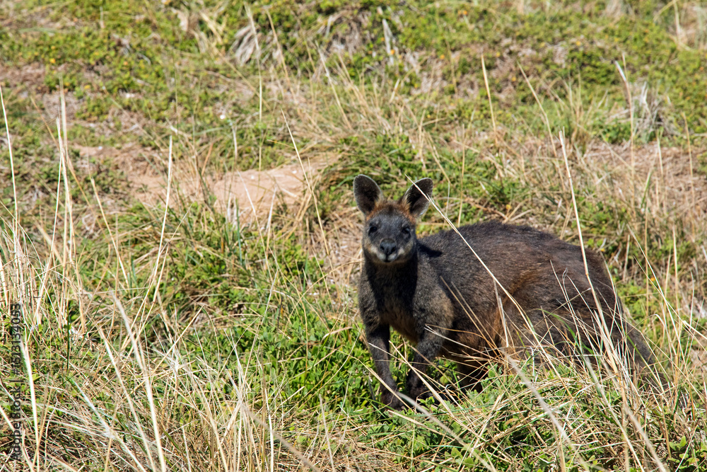 Φωτογραφία Swamp Wallaby in Natural Habitat on Phillip Island, Victoria, Australia