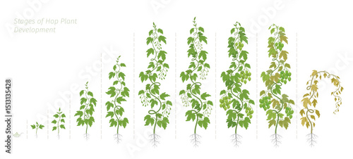 Stages of Hops Growth. The life cycle. Vector illustration for Agribusiness and Crop Management