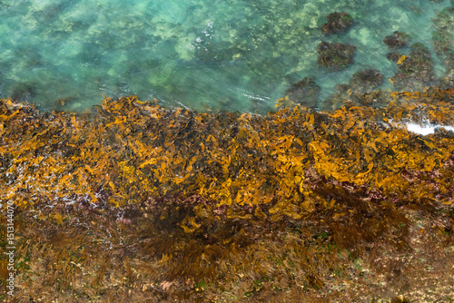 Marine Algae on Coastal Rocks – Intertidal Zone along the Great Ocean Road, Victoria, Australia