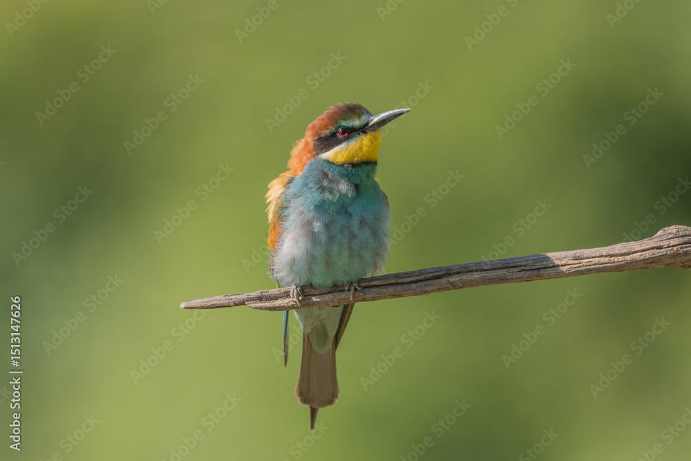 European bee-eater (Merops apiaster) on a branch during breeding period in spring. European bee-eater (Merops apiaster) on a branch during breeding period in spring.