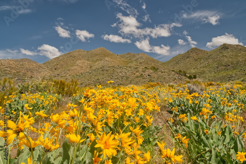 Wildflowers on the lower slopes of Freds Mountain, Nevada