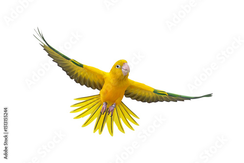 Colorful flying Golden Conure parrot isolated on transparent background png file	
