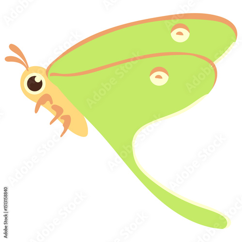 luna moth illustration 