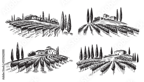 Vineyard landscape set on white, hand drawn	
