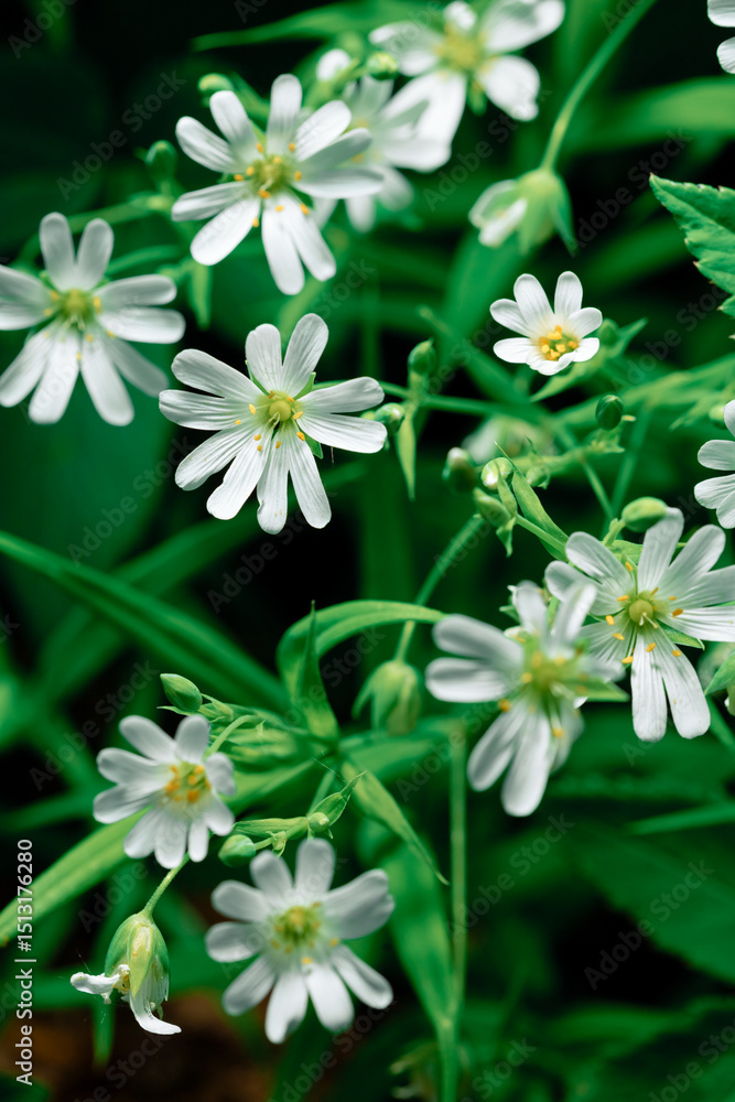 Chickweed is a herbaceous plant with white flowers growing on green stems. Beautiful white flower close-up on a blurred background Chickweed is a herbaceous plant with white flowers growing on green stems. Beautiful white flower close-up on a blurred background