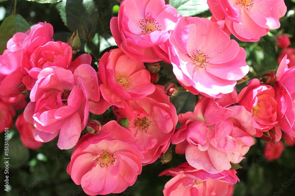Fototapeta premium pink roses with green leaves close-up