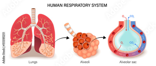 Human respiratory system. Lungs, Alveoli and Alveolar sac. Trachea, Right lung and Left lung. 