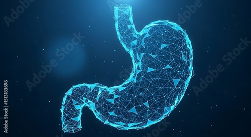 Human Stomach Illustration