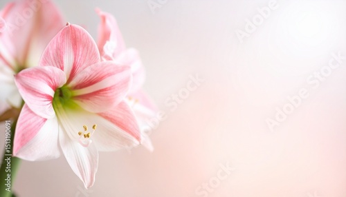 Amaryllis flower background