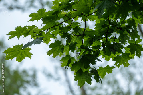 Green maple leafs. Red maple leafs with green background