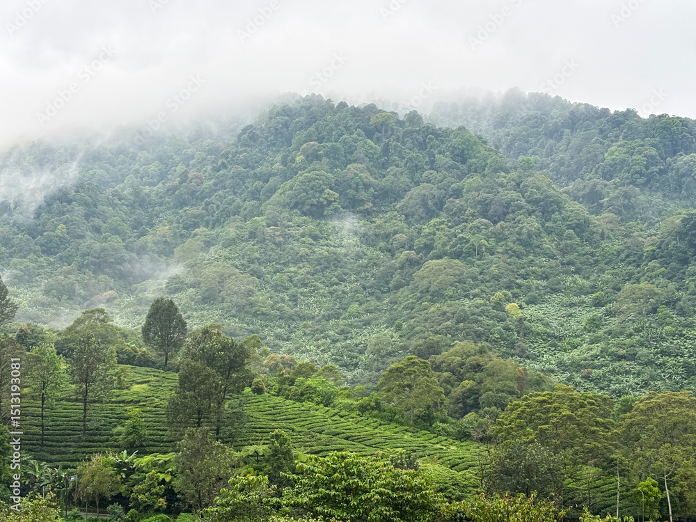 Obraz premium Lush Green Hillside Landscape with Fog