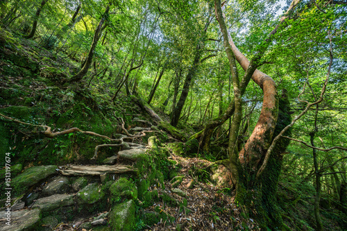 Old forest trail, Shiratani Unsuikyo Valley, Yakushima Island, Japan