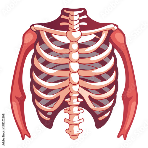 Human Torso Skeleton Rib Cage, Spinal Column, Shoulder Bone, Arm Bones