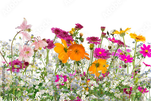 Obraz na plátně Field of wildflowers isolated background
