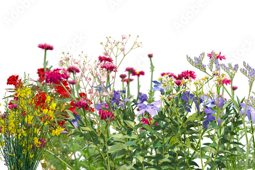 Fotografie Field of wildflowers isolated background