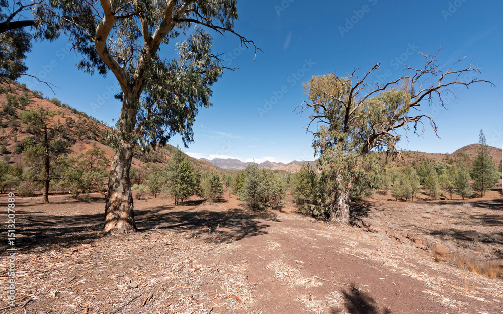 Fototapeta premium Red Rock Cliffs and Sedimentary Layers Along Brachina Gorge Geological Trail in Flinders Ranges National Park, South Australia
