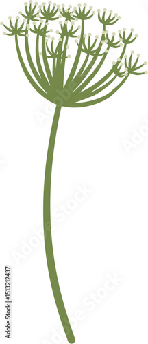 Angelica sinensis, dong quai, flower