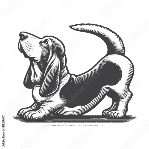 Vintage Hand-Drawn Basset Hound Doing Yoga Pose Illustration – Rustic Engraved Style Vector For T-Shirts, Posters, Stickers, And Zen Pet Apparel
