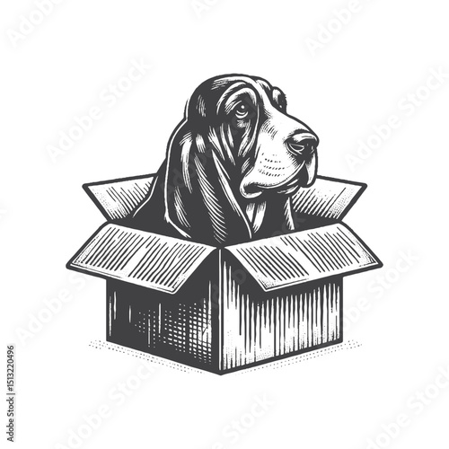 Vintage Hand-Drawn Basset Hound Peeking From Box Illustration – Rustic Engraved Style Vector For T-Shirts, Posters, Stickers, And Curious Pet Apparel