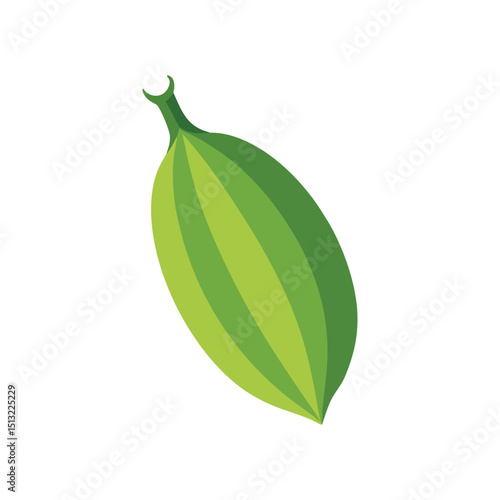 Isolated green cardamom pod vector illustration fresh spice ingredient herb aroma