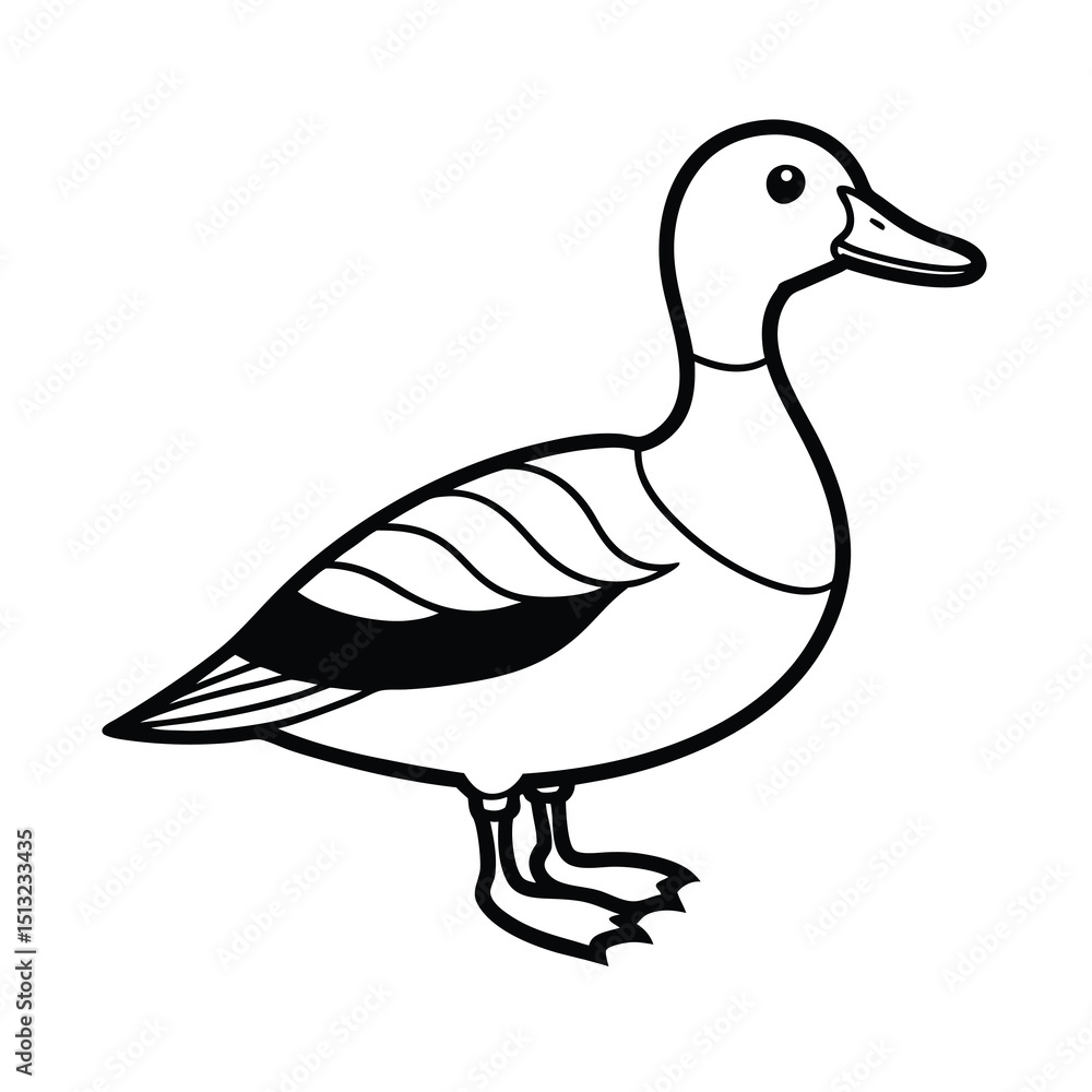 Obraz premium billed teal sketch vector
