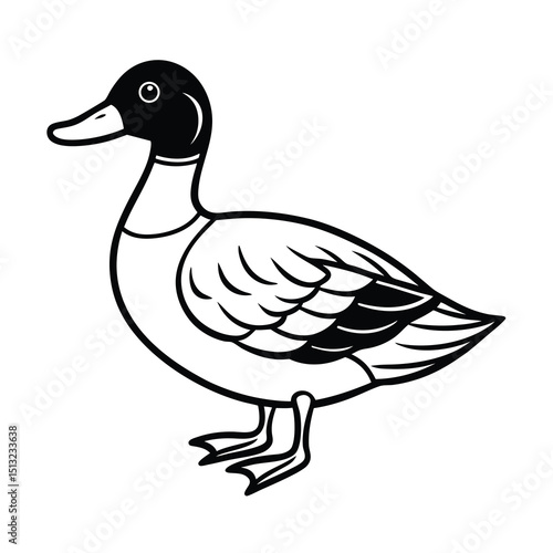 billed teal sketch vector