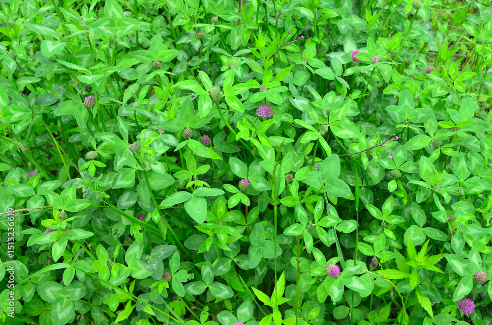 flowering Meadow clover, Trifolium pratense flowering Meadow clover, Trifolium pratense