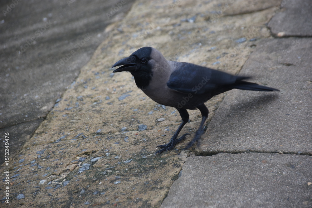 Obraz premium house crow in various poses on the grass