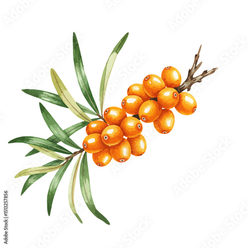 Sea Buckthorn Berries Watercolor Illustration