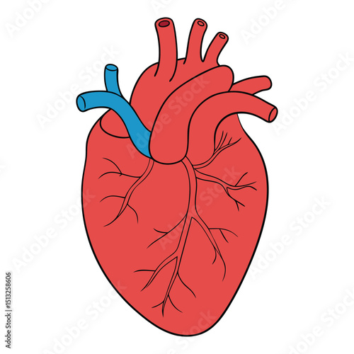 The human heart pumps blood through the body, connected by main veins like the superior and inferior vena cava, which return deoxygenated blood to the right atrium.
