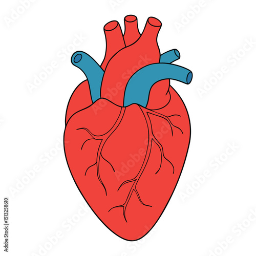 The human heart pumps blood through the body, connected by main veins like the superior and inferior vena cava, which return deoxygenated blood to the right atrium.
