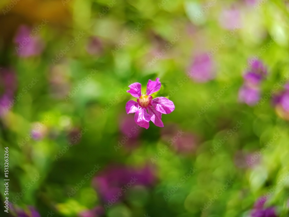 Pink flower petals of the Cuphea hyssopifolia plant Kunth Pink flower petals of the Cuphea hyssopifolia plant Kunth