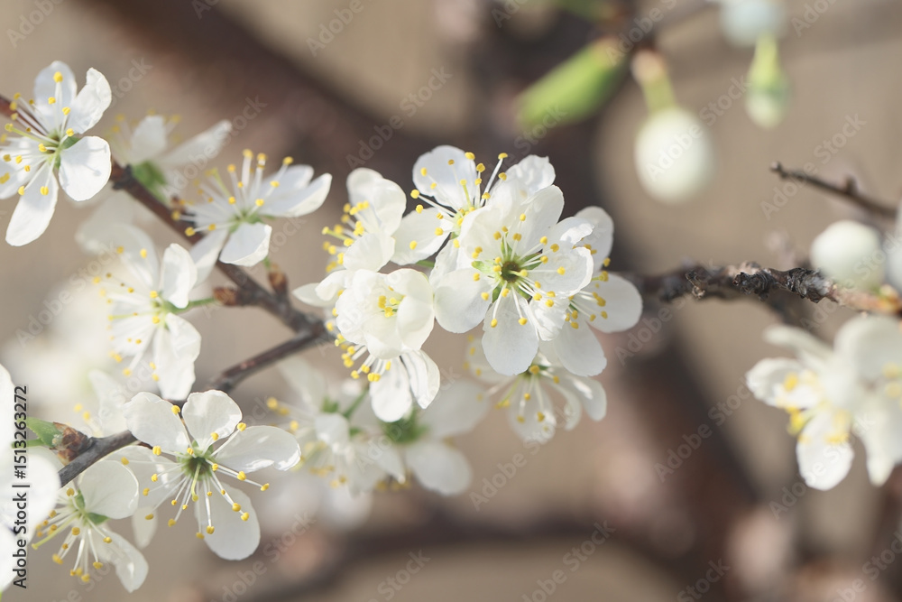 Fototapeta premium beautiful plum blossom in spring garden