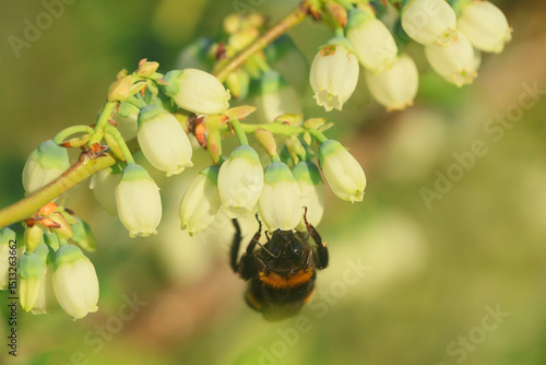 insects pollinate blueberries in  spring