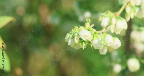 beautiful blooming garden blueberry in spring