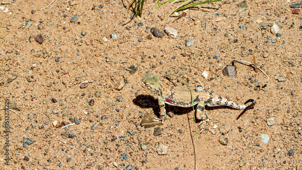 Obraz premium A Toad Headed Agama in the mongolia desert