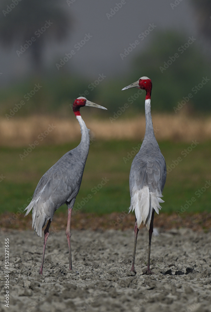 Fototapeta premium Birds and Animals