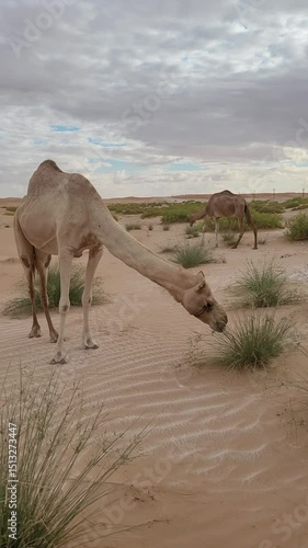 Middle Eastern camel eating green shrub in the desert in UAE