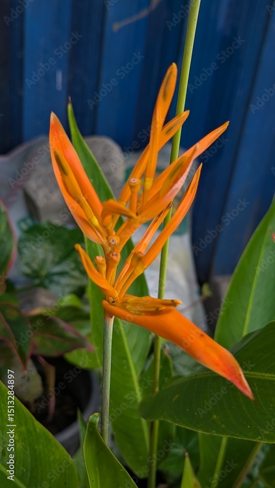 Obraz premium Vibrant Close-Up of Exotic Orange Bird of Paradise Flower Blossom