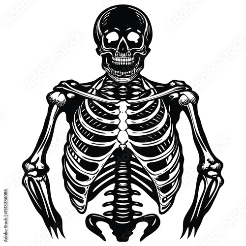 Anatomical study of skeleton: A detailed monochrome illustration of a human skeleton, presented in a direct frontal view. Every bone is carefully defined, offering an educational study.