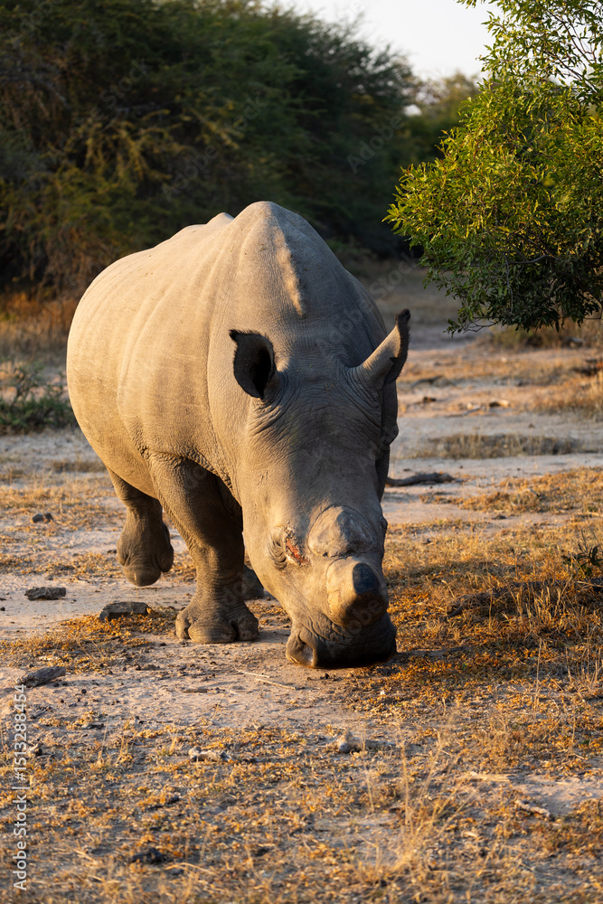 a big white rhino bull with battle scars a big white rhino bull with battle scars