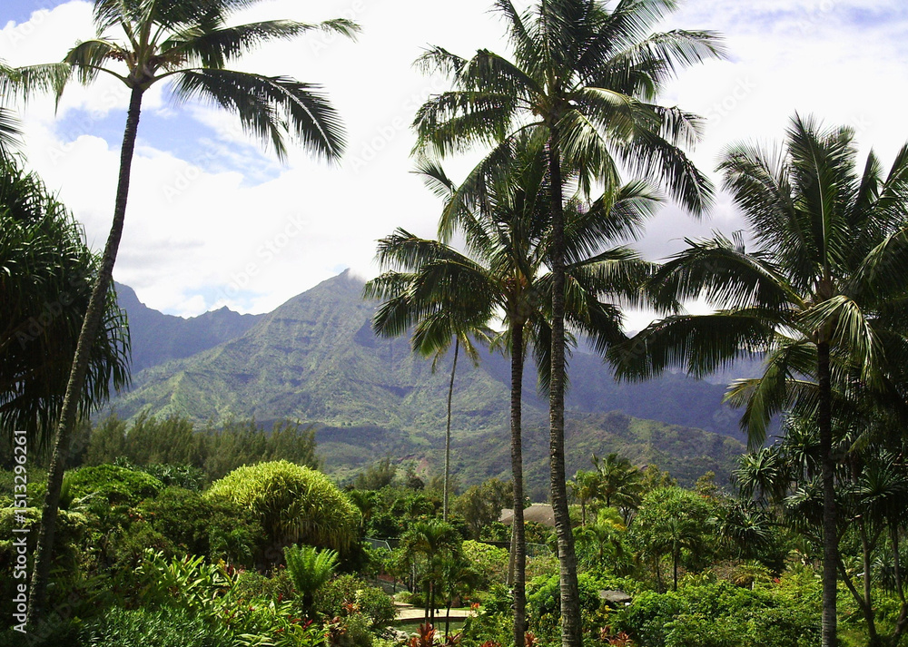 Fototapeta premium hawaii Forest Mountain Landscape. Un angolo di paradiso tropicale dove palme svettano verso il cielo e montagne verdi si perdono tra le nuvole. Questa immagine è un respiro di natura incontaminata.