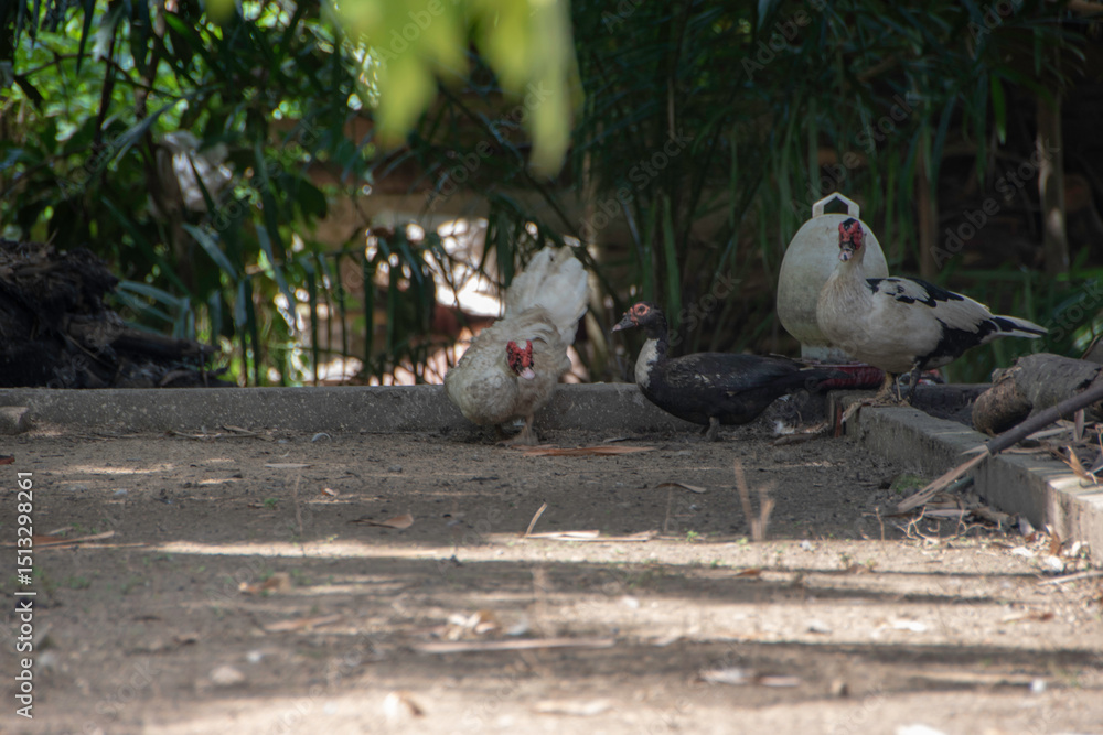 Fototapeta premium Photograph, A group of Cairina moschata (in Latin) with white and black color, male and female one also. In Bahasa, it's also known as Entok or Entog or Mentok or Itik Manila or Basor (the male one)