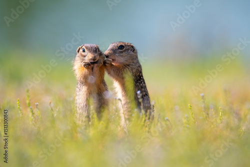 A baby spotted gopher eats while his brother tells him the latest rumors and gossip