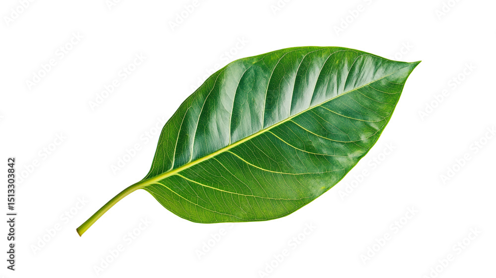 Fototapeta premium Green leaf isolated.