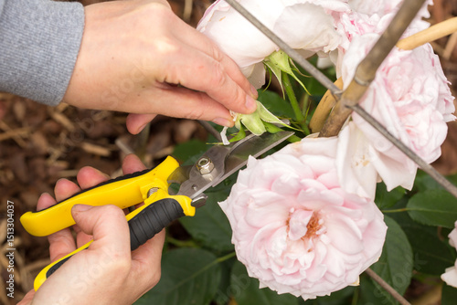 Φωτογραφία Hands using yellow pruning shears to prune soft pink roses